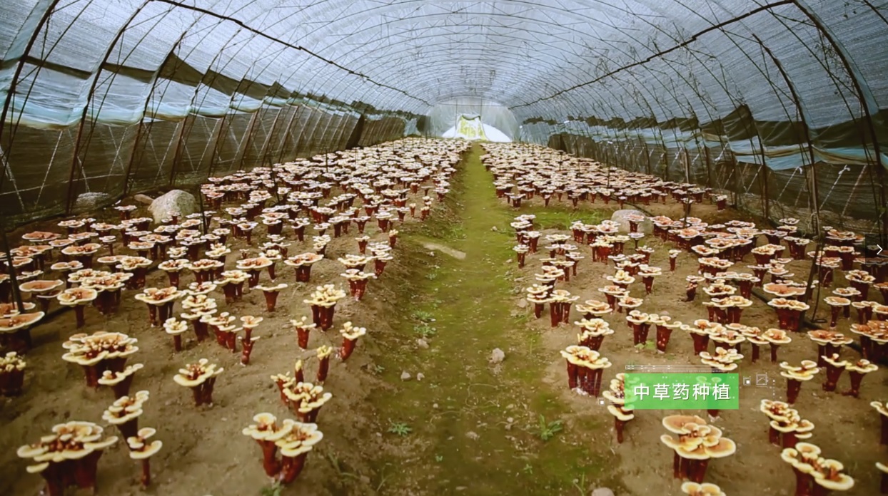 太阳成集团tyc151cc(中国)股份有限公司
